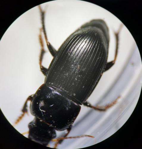 Harpalus tardus